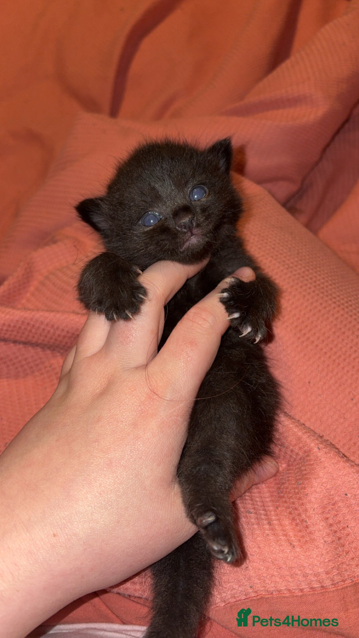 Mixed Breed cats Last male kitten of litter  - Advert 2