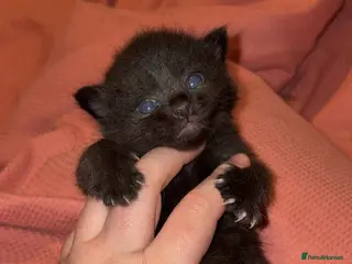 Mixed Breed cats Last male kitten of litter - Advert 5