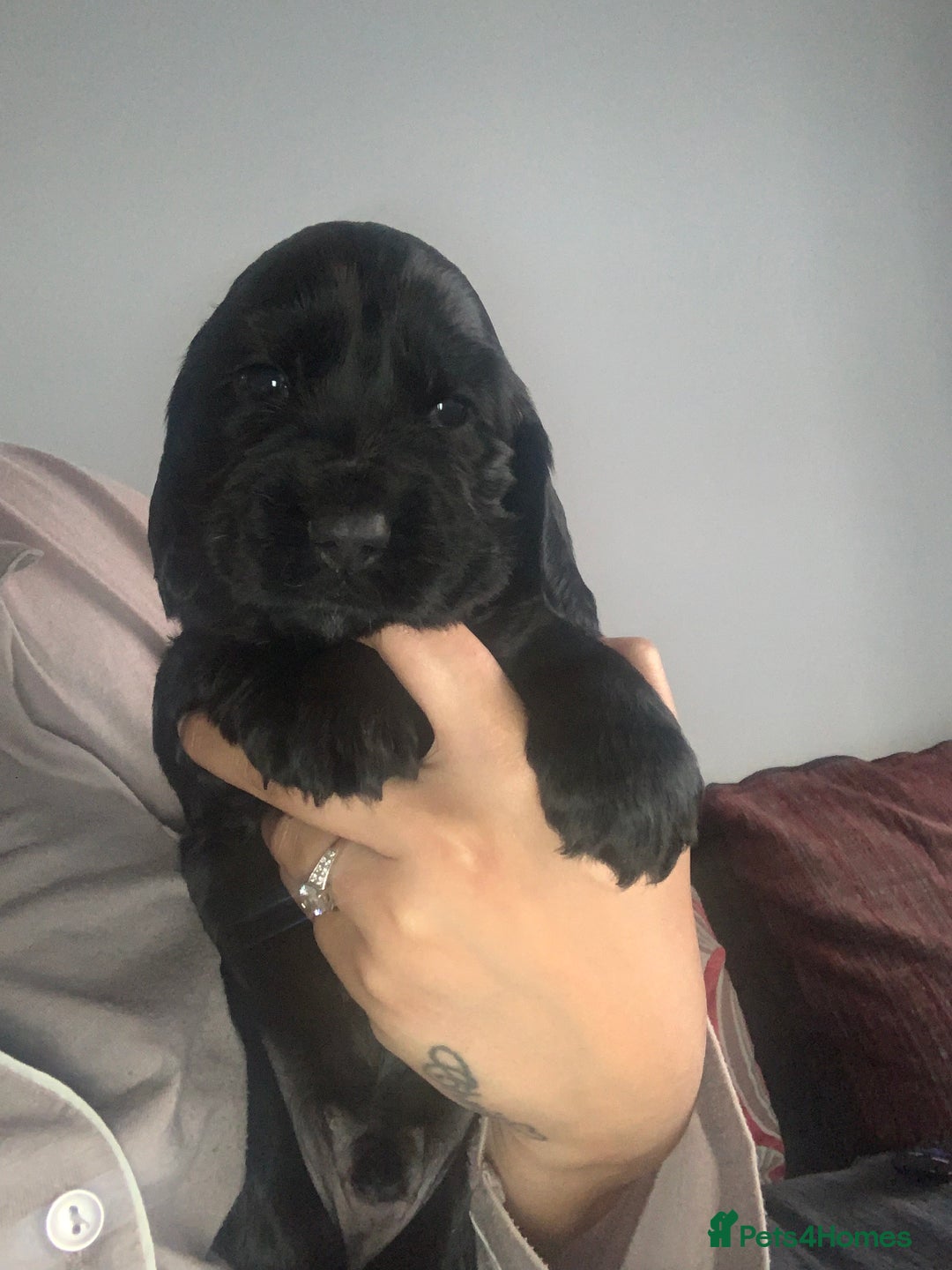 Cocker Spaniel dogs for sale: Cocker spaniel puppies  - Image 5