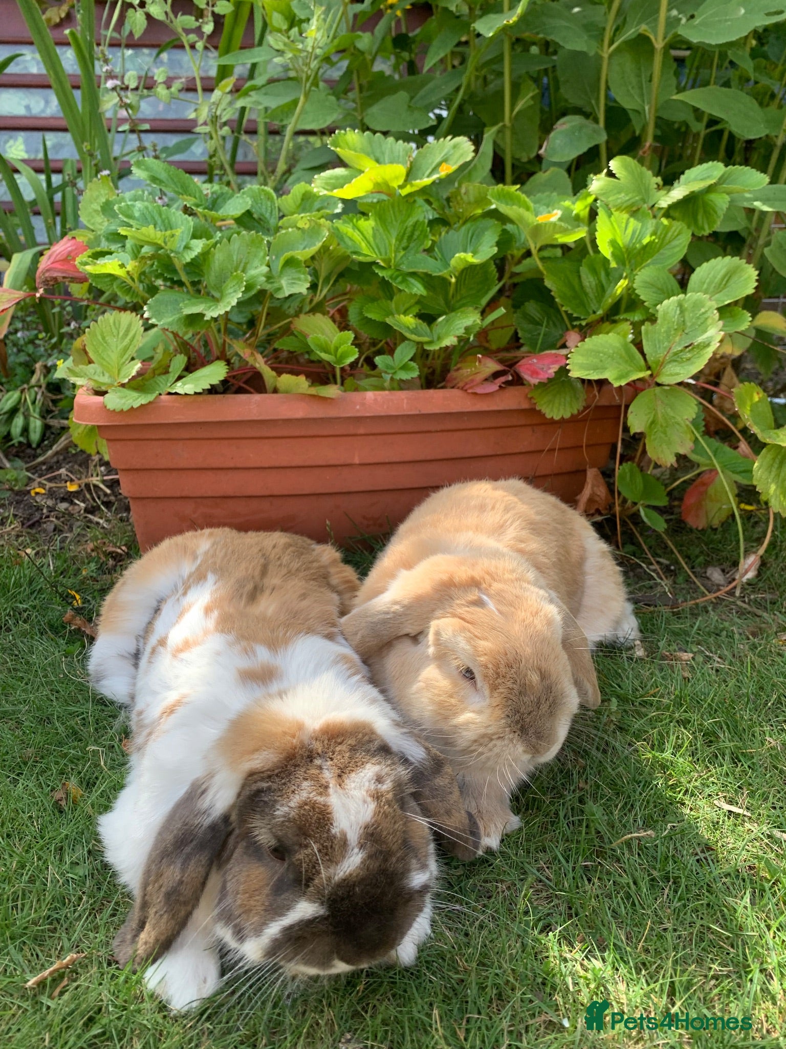 Mini Lop rabbits 2 Mini Lops - Advert 4