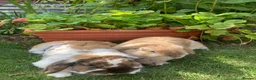 Mini Lop rabbits for sale: 2 Mini Lops - Advert 1