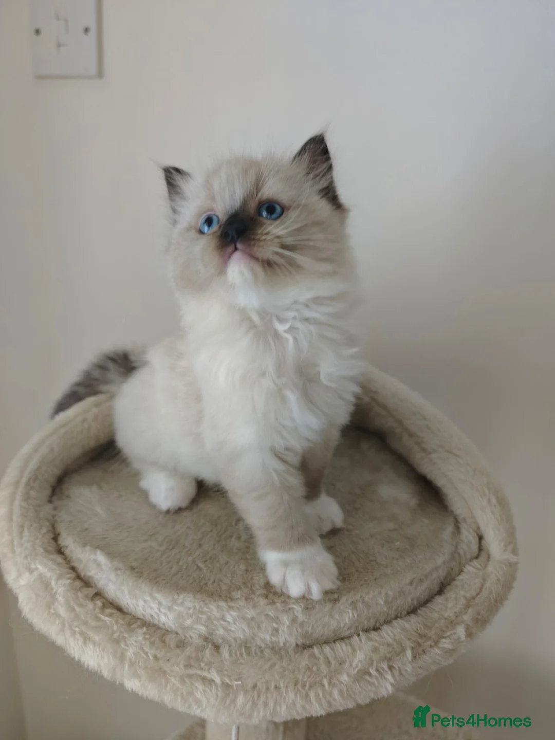 Ragdoll cats for sale: Ragdoll Kittens: Seal Point, Blue & Bicolour - Advert 2