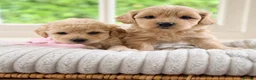 Mixed Breed dogs for sale: Stunning Shichon-poo teddies - Advert 28