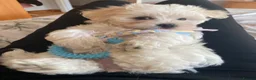 Mixed Breed dogs for sale: 10 week old Lhatese puppy - Advert 4