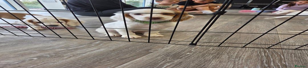 Green collar