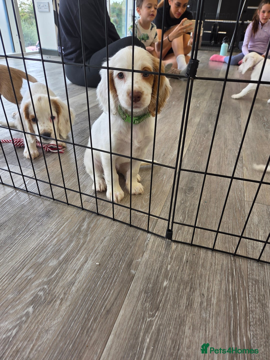 Cocker Spaniel dogs for sale: Cocker spaniels - Image 23