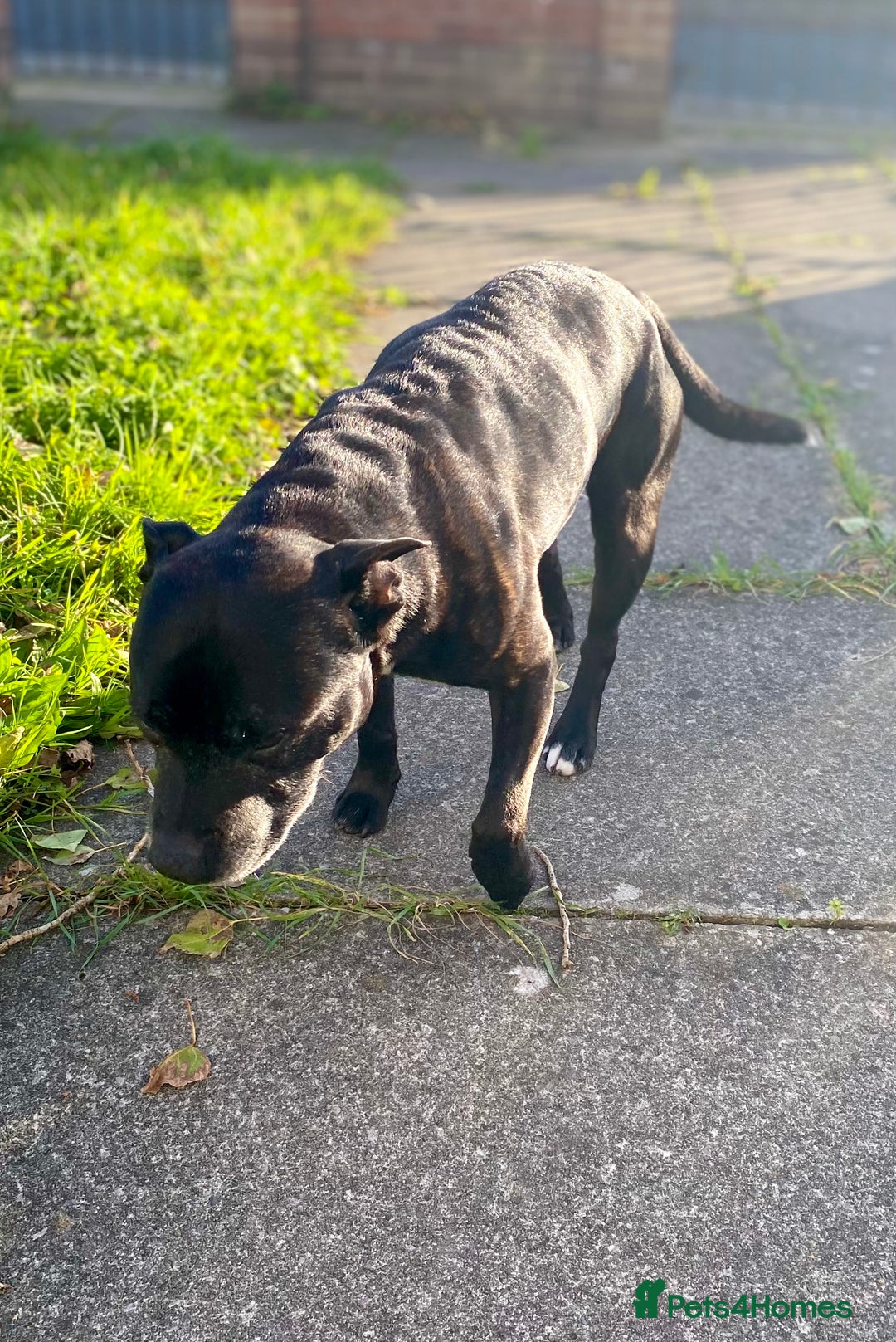 Staffordshire Bull Terrier dogs for stud: Quality STUD carries blue, red and tri gene  - Advert 9