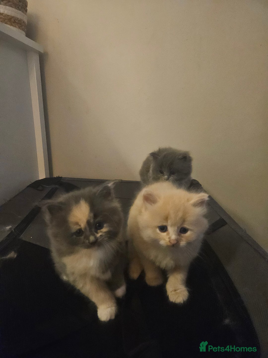 Mixed Breed cats for sale: Beautiful fluffy kitten  - Advert 11