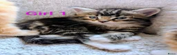 Mixed Breed cats for sale: Gorgeous Tabby Kittens for sale Ready June 17 - Advert 5