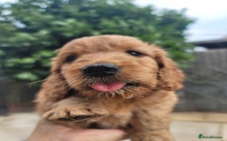 Cockapoo dogs for sale: Adorable Cockerpoo Puppies - Image 3