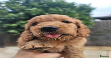 Cockapoo dogs - Advert 1