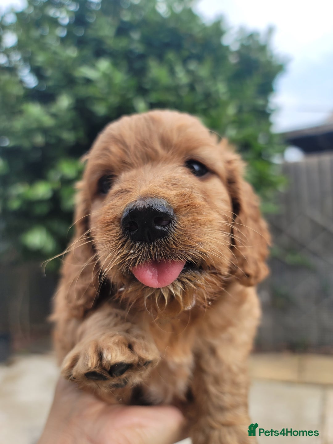 Cockapoo dogs for sale: Adorable Cockerpoo Puppies - Image 3