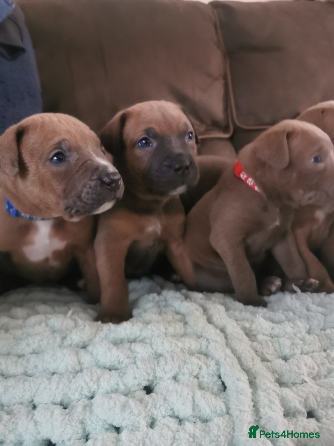 Cane Corso dogs for sale: Cane corso puppies - Advert 22