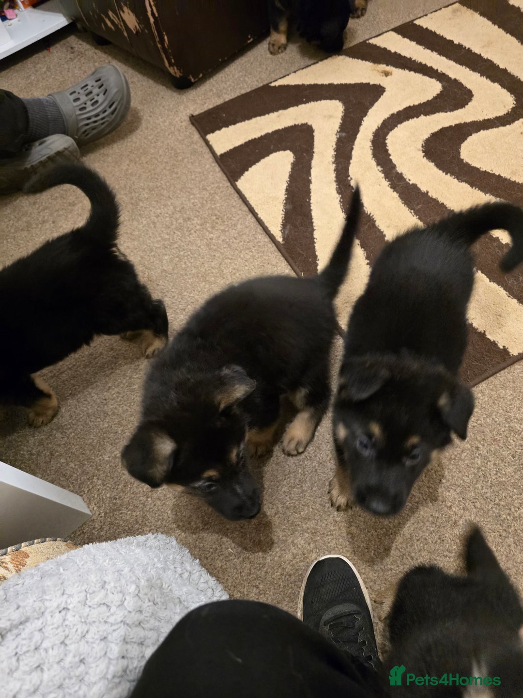 German Shepherd dogs for sale: German shepard pups - Image 14