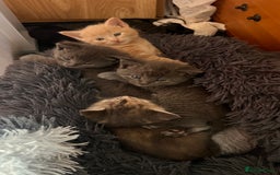 Mixed Breed cats for sale: Half mine coon half British  - Image 5