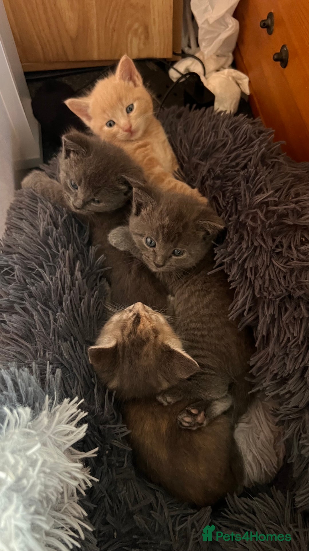 Mixed Breed cats for sale: Half mine coon half British  - Image 5
