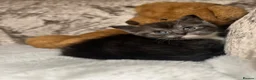 Scottish Fold cats for sale: Scottish fold x British fold kittens  - Advert 11