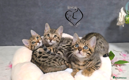 Bengal cats for sale: 1 beautiful boy from tica champion lines - Image 15