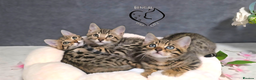 Bengal cats for sale: 1 beautiful boy from tica champion lines - Advert 10