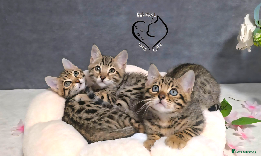 Bengal cats for sale: 1 beautiful boy from tica champion lines - Image 15