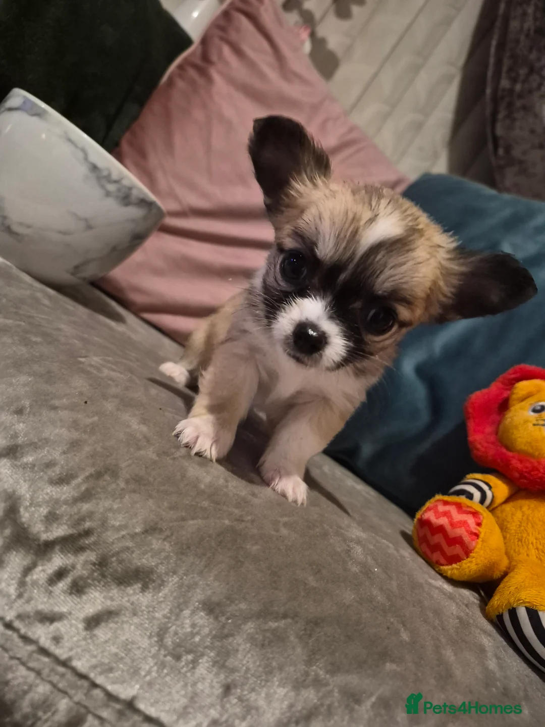 Chihuahua dogs for sale: Pure Chihuahua puppies  - Advert 17