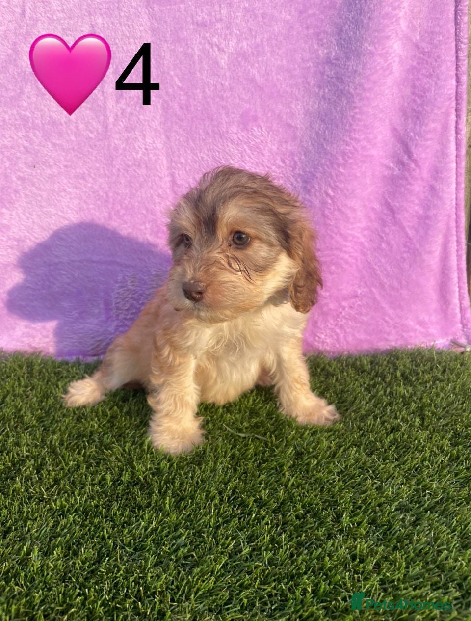 Cockapoo dogs for sale: ⭐️Beautiful Minature Cockapoos⭐️ - Advert 7