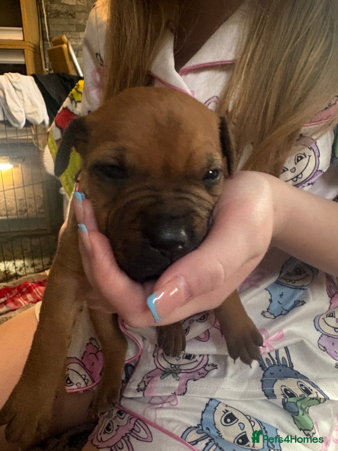 Mixed Breed dogs for sale: Staffy pups - Advert 27