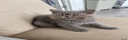 Exotic cats for sale: Beautiful Blue/Grey Exotic Shorthair boy Kitten 💙 - Advert 2