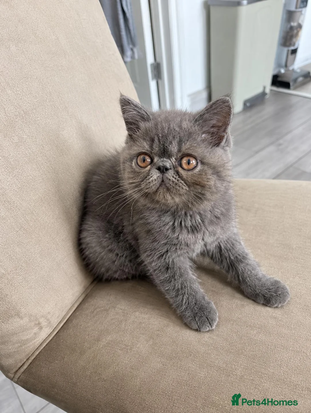 Exotic cats for sale: Beautiful Blue/Grey Exotic Shorthair boy Kitten 💙 - Advert 2