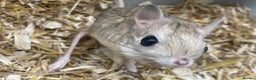 Mixed Breed rodents for sale: Various jerboas available  - Advert 2