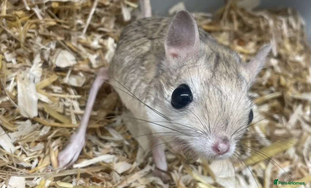 Mixed Breed rodents for sale: Various jerboas available  - Advert 2