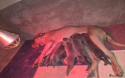 Cane Corso dogs for sale: 6 week old blue cane corso puppies  - Image 10
