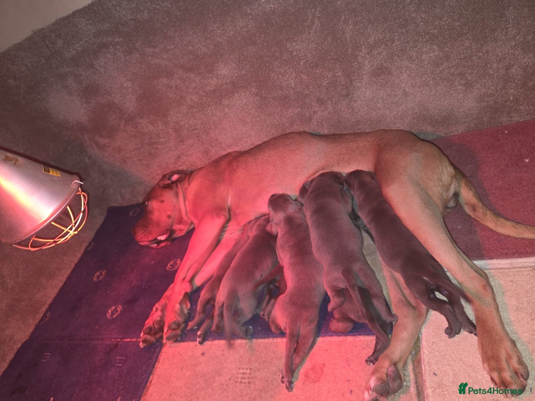 Cane Corso dogs for sale: 6 week old blue cane corso puppies  - Image 10