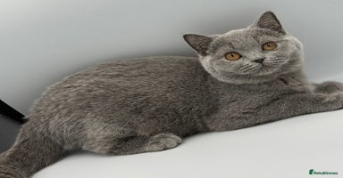 British Shorthair cats - Advert 4