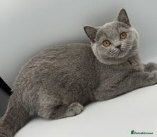 British Shorthair cats British Shorthair Girls Ready for Forever Homes - Advert 2