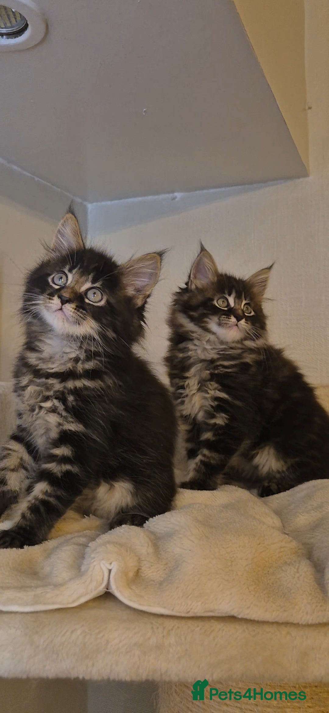 Maine Coon cats for sale: Friendly Maine coone mix baby's ready to go  - Advert 13