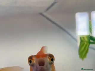 Fancy Goldfish fish Telescope goldfish for sale - Advert 7