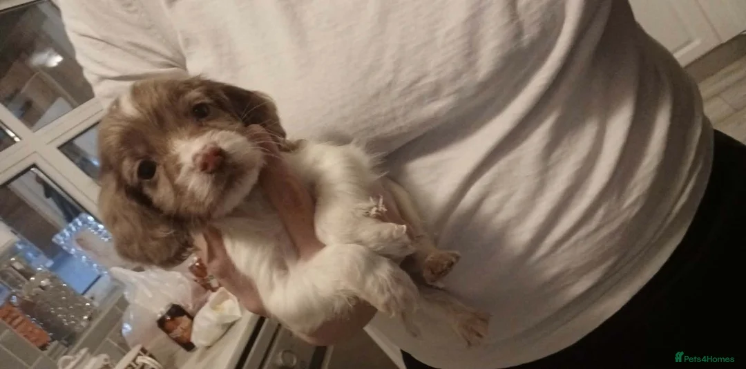 Cocker Spaniel dogs for sale: A beautiful litter of cocker spaniels  - Advert 19