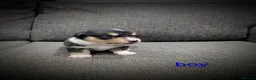 Welsh Corgi Cardigan dogs for sale: Cardiganshire puppies  - Advert 6