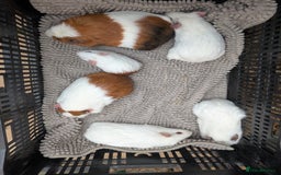 Guinea Pig rodents for sale: Rescue female guinea pigs  - Image 1