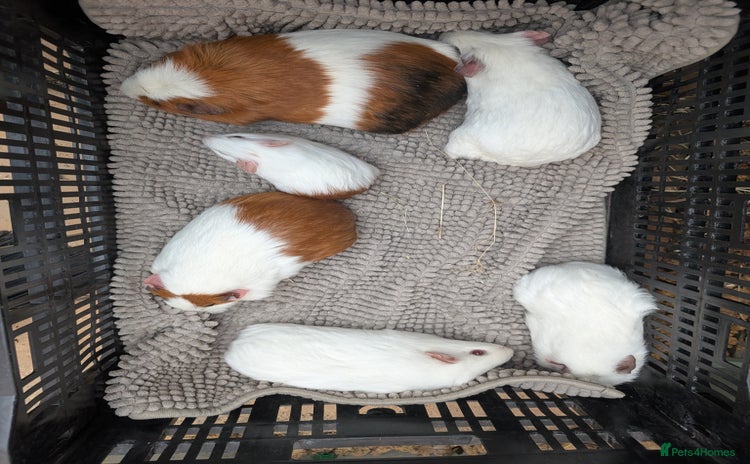 Guinea Pig rodents - Advert 1