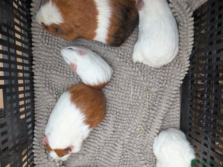 Guinea Pig rodents - Advert 1