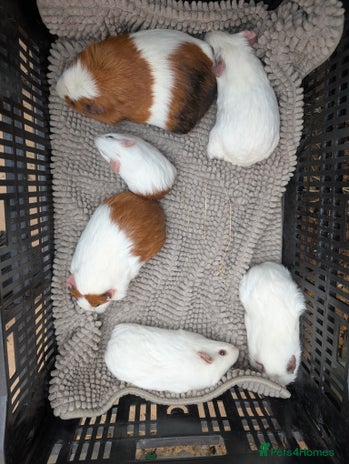 Guinea Pig rodents - Advert 1