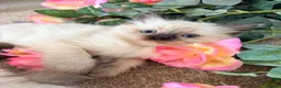 Ragdoll cats for sale: Ragdoll  in Peterborough - Advert 5