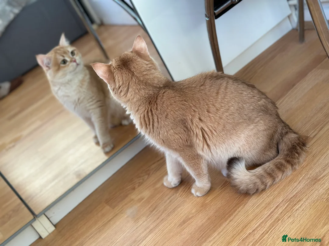 British Shorthair cats for sale: GCCF reg BSH Last Chocolate Gold Blue Eyes Female - Advert 11