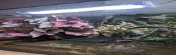 Crabs fish for sale: Tomato Vampire Crabs, Tanks, Food, everything in Glasgow - Advert 4