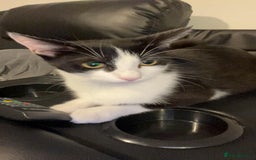 Mixed Breed cats for sale: 2 female kittens looking for a new home - Image 1