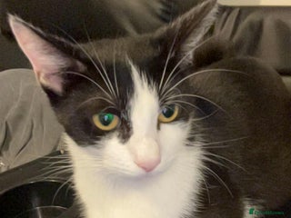 Mixed Breed cats - Advert 6