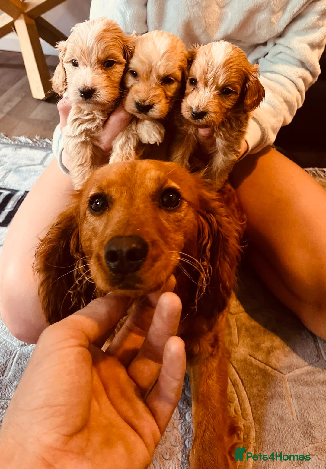 Cockapoo dogs for sale: Cockapoo Puppies - Advert 5