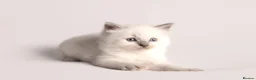 Ragdoll cats for sale: Beautiful Pedigree Ragdoll Kittens  - Advert 6